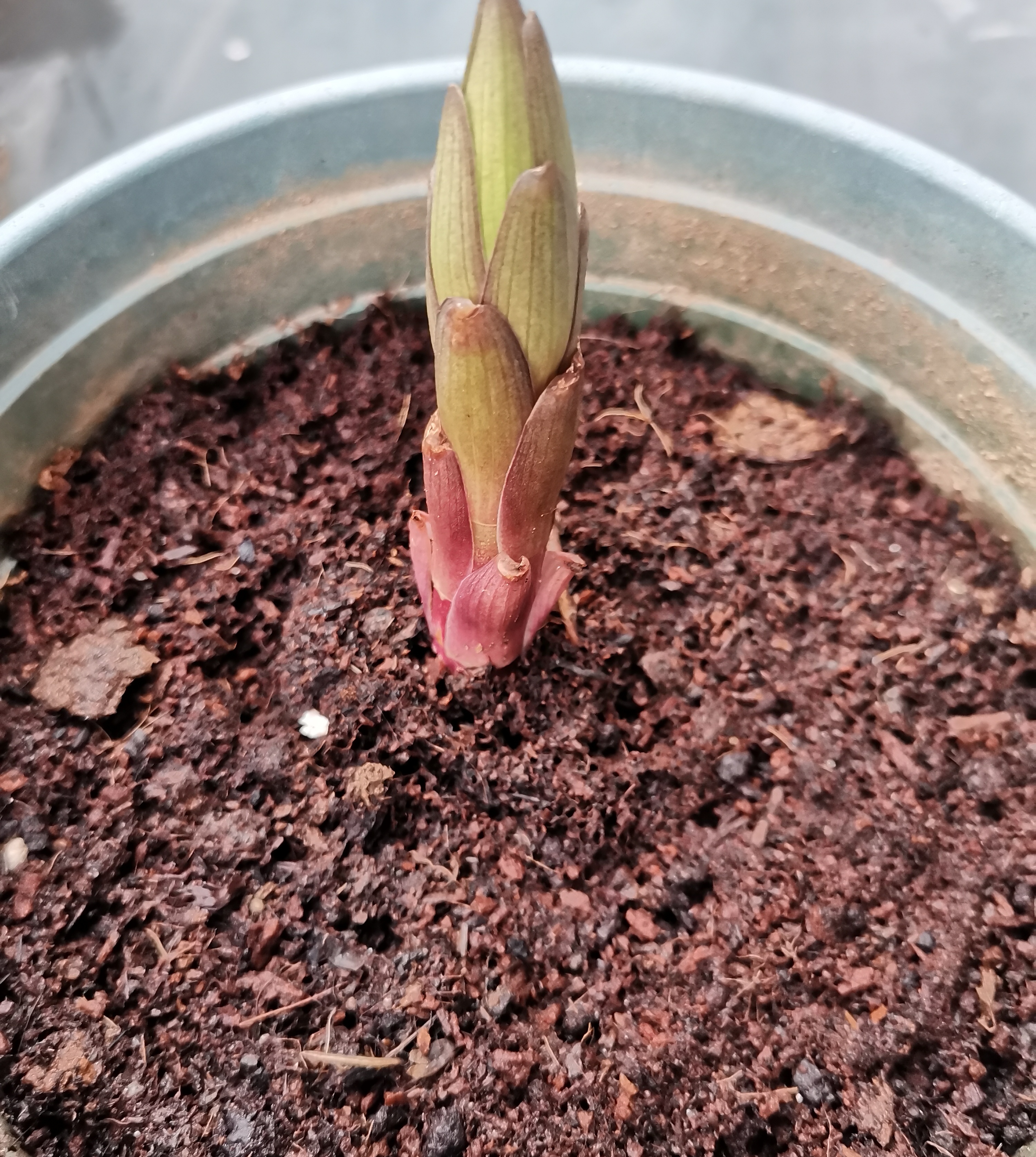 百合花的种球(百合花的种球可以分开种吗)