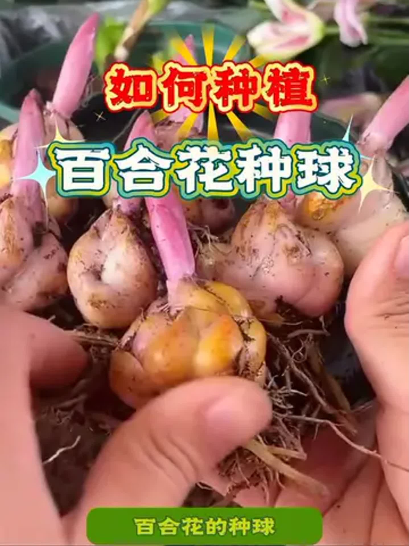 百合花的种球(百合花的种球可以分开种吗)