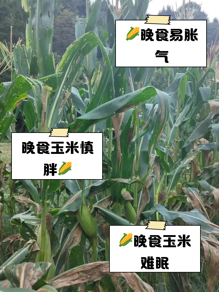晚上吃玉米胖人不(晚上吃玉米会长肉不)