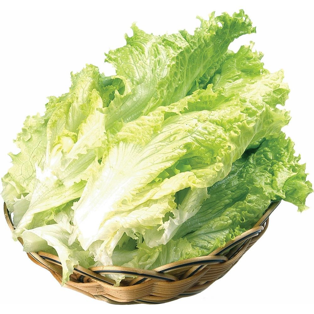 生菜的种类9种(生菜的十种种类及样子)