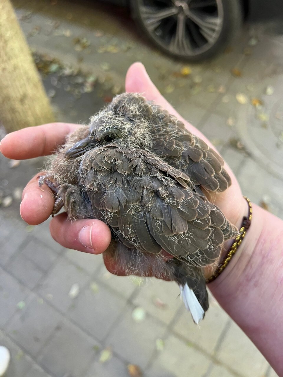 斑鸠人工养殖技术视频(斑鸠人工养殖技术视频大全)