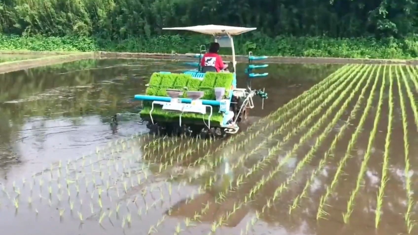 日本种水稻吗(日本的水稻种植)