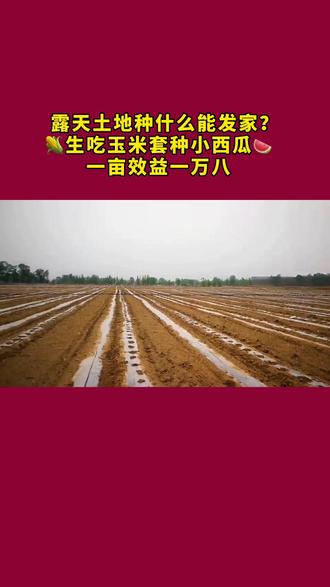 一亩地种多少玉米(玉米一亩多少株最好)