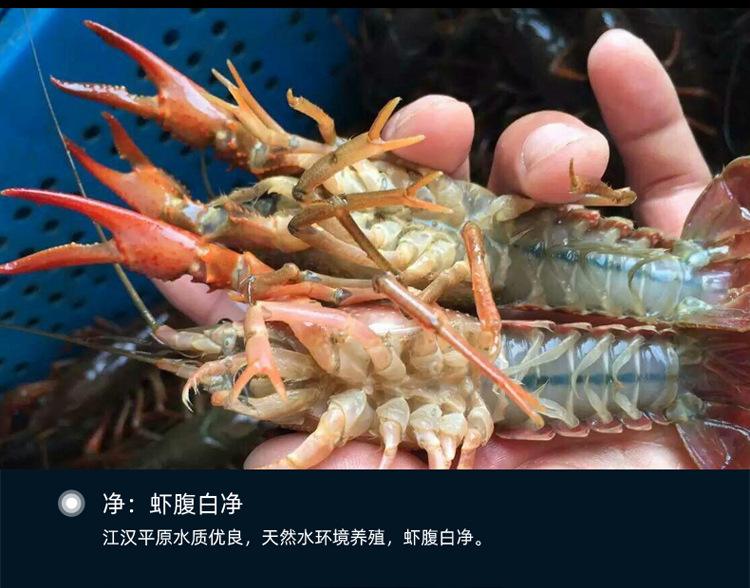 清水可以养殖什么水产(清水可以养殖什么水产品)