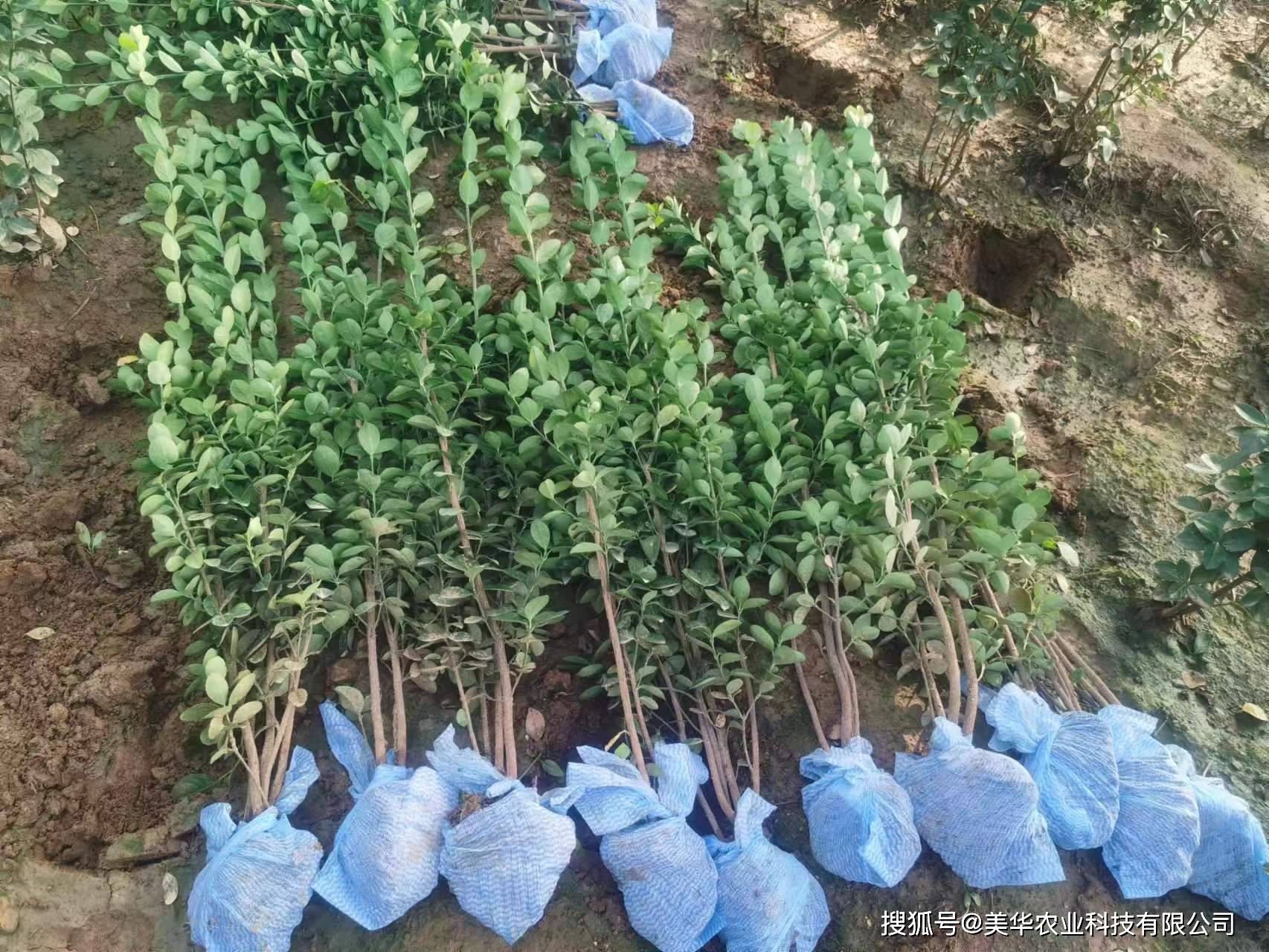 杨树育苗方法(杨树育苗方法有哪些)