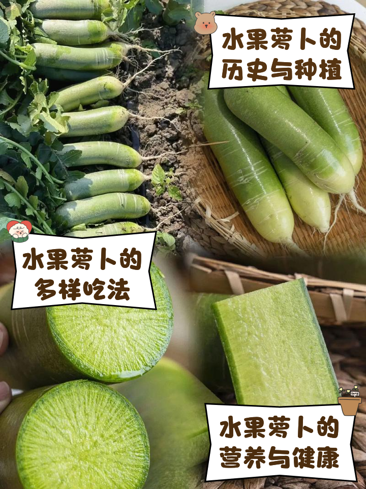 水果萝卜的种植方法和步骤(水果萝卜的种植方法和步骤视频)