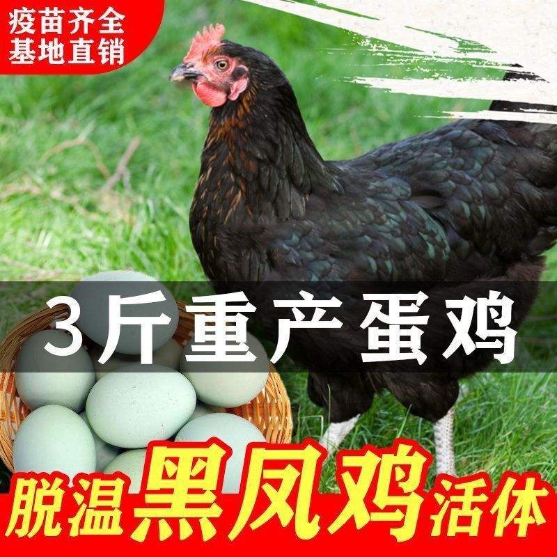 黑风鸡养殖(黑风鸡养殖周期)