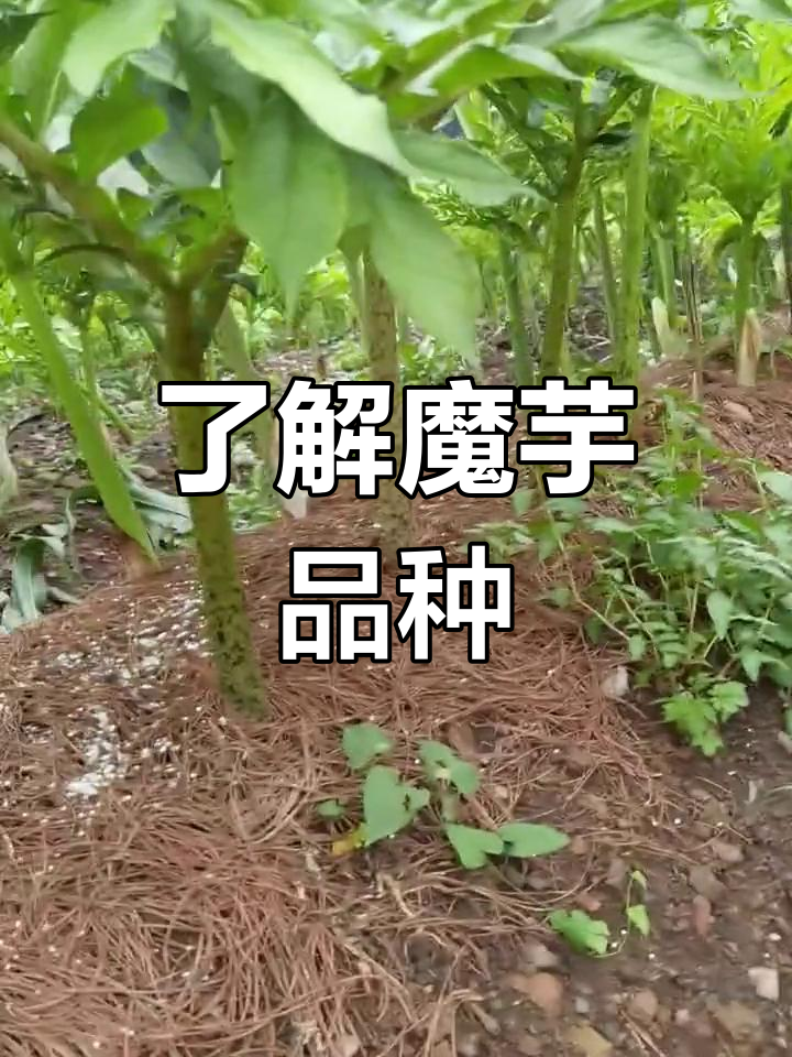 魔芋种什么品种好(魔芋什么品种产量高)