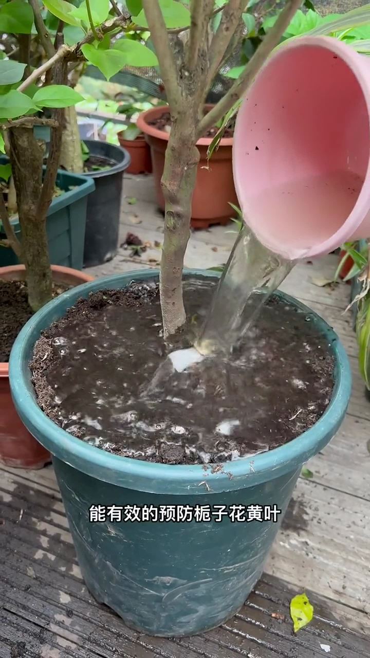 水培栀子花的养殖方法(栀子花可以水培吗视频教程)