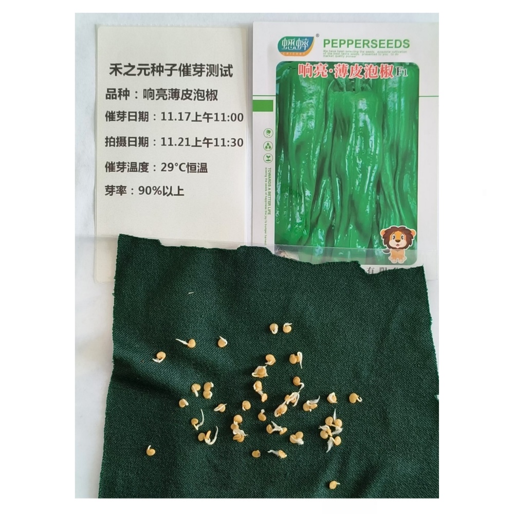 薄皮辣椒种孑(薄皮辣椒亩产量一般多少斤)