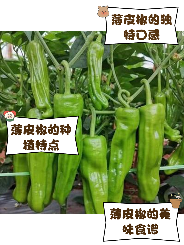 薄皮辣椒种孑(薄皮辣椒亩产量一般多少斤)