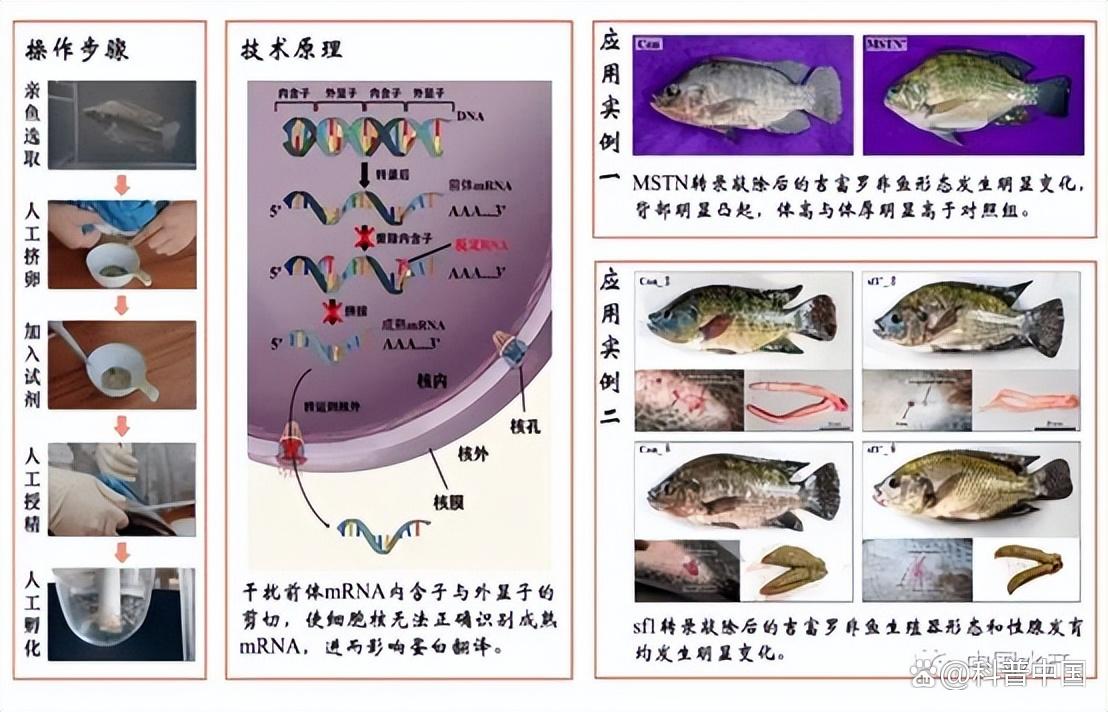 世界水产养殖排名(世界水产养殖业发展的现状)