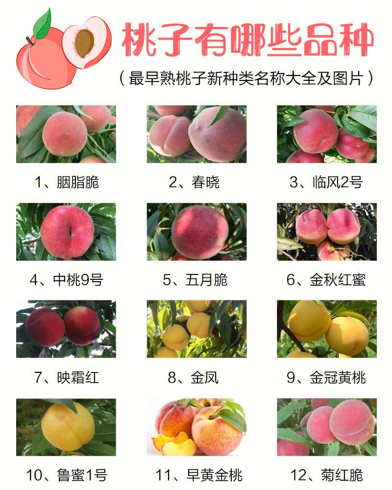 用于栽培桃子的品种有多少(用于栽培桃子的品种有多少种呢)