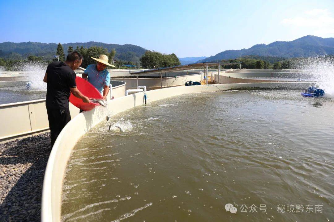 湖北成丰水产养殖(湖北成丰集团董事长)