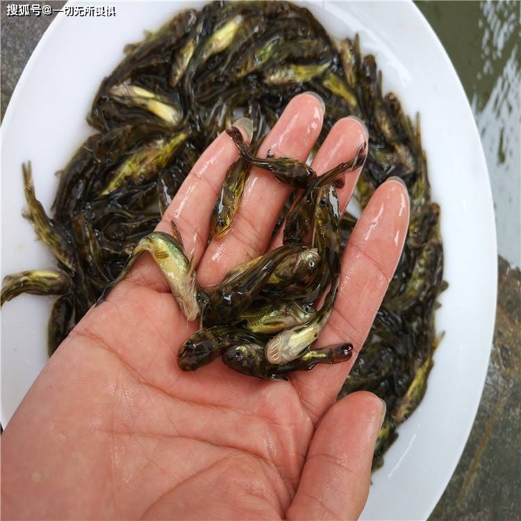 湖北成丰水产养殖(湖北成丰集团董事长)