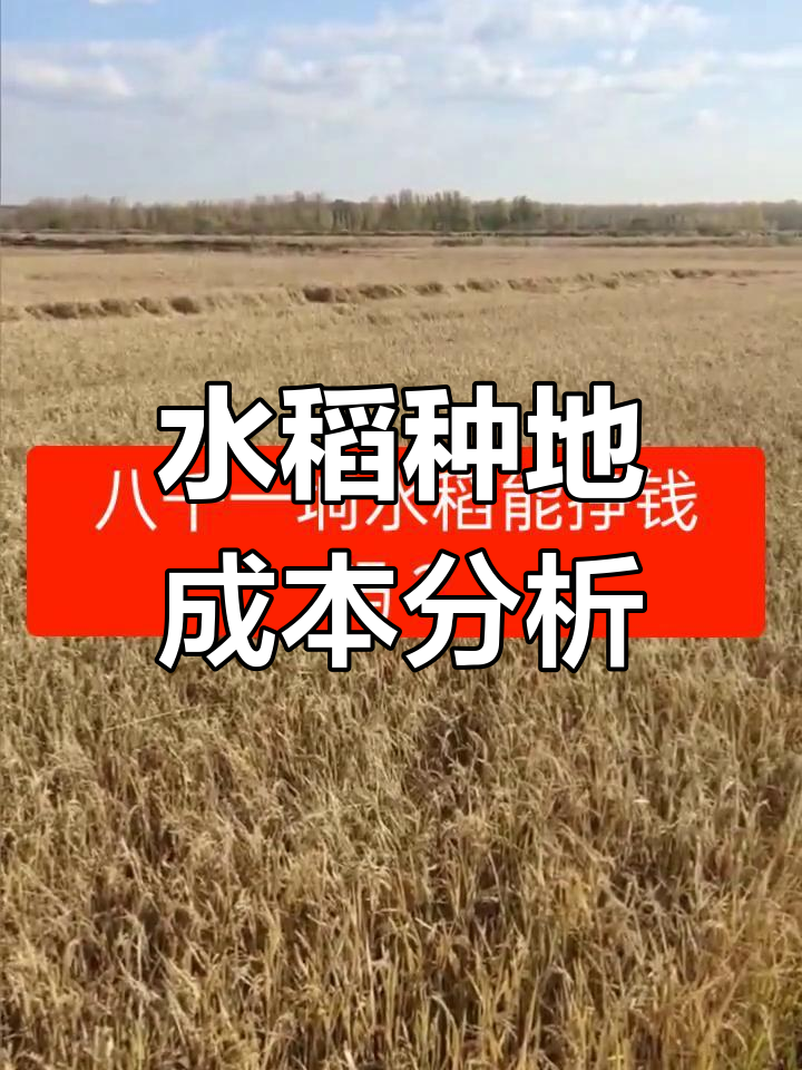 种植水稻每亩成本(种植水稻每亩成本预算表)