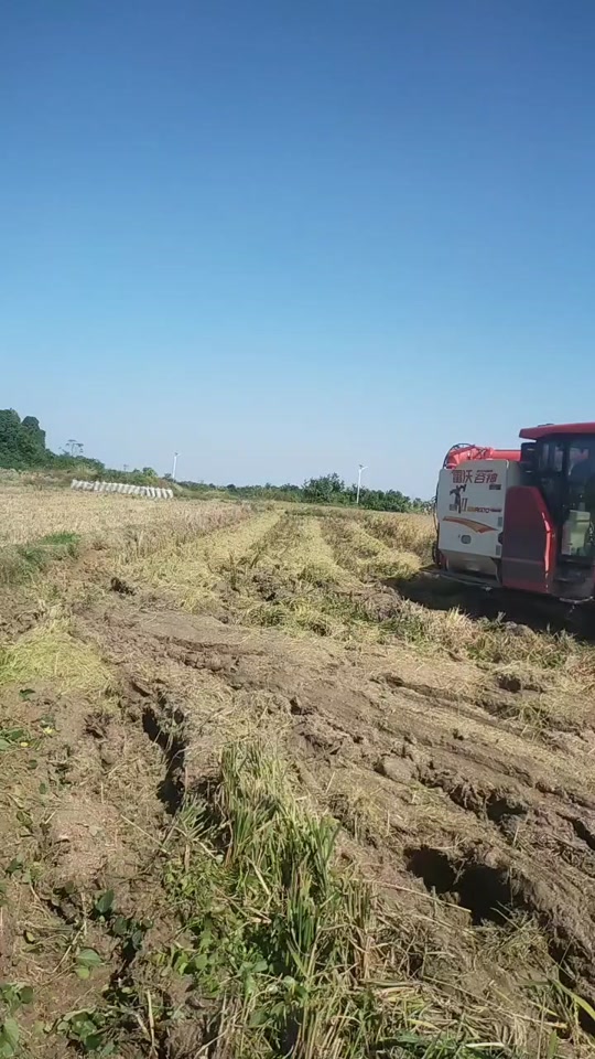 水稻条播(水稻条播精量播种机)