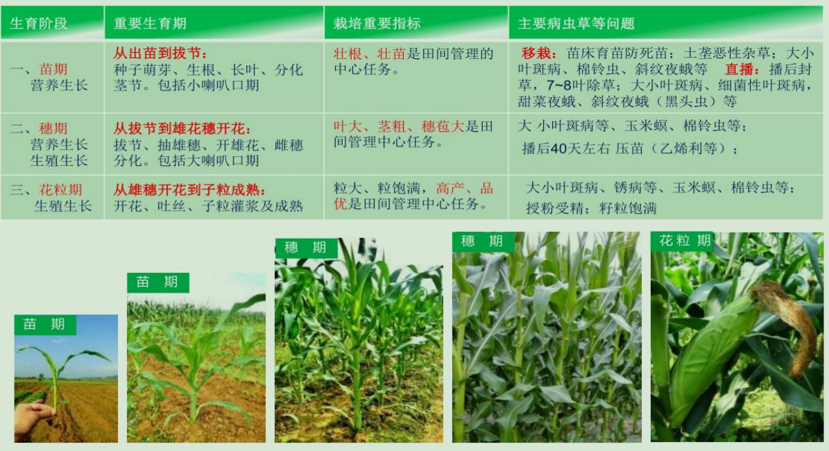 水果玉米的栽培技术(水果玉米高产栽培技术)