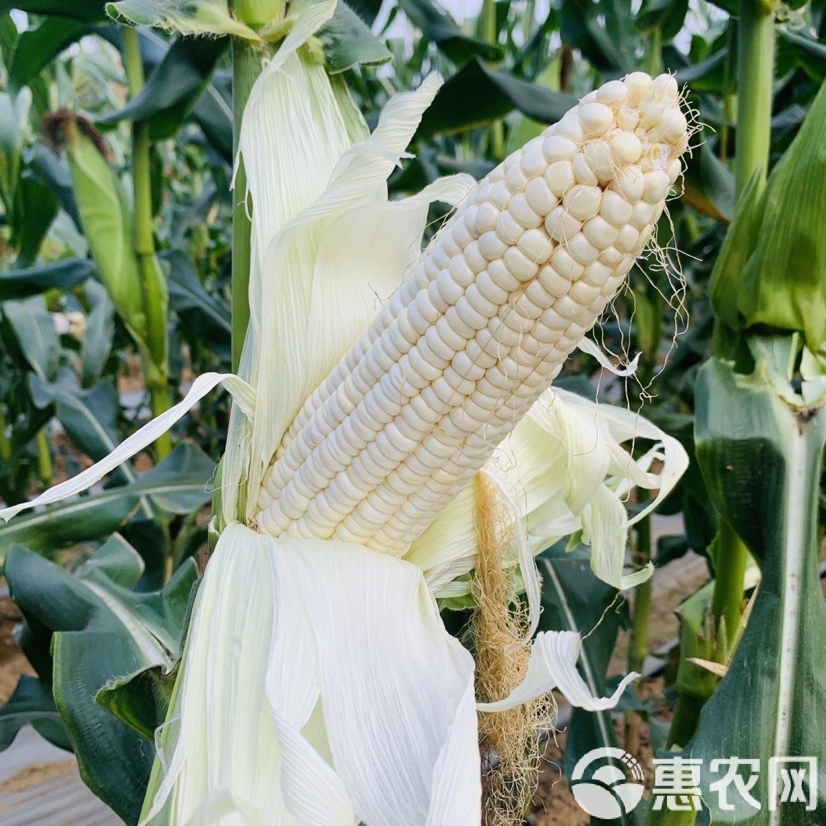 北方的玉米种子在南方能种吗(北方的玉米种子在南方能种吗视频)