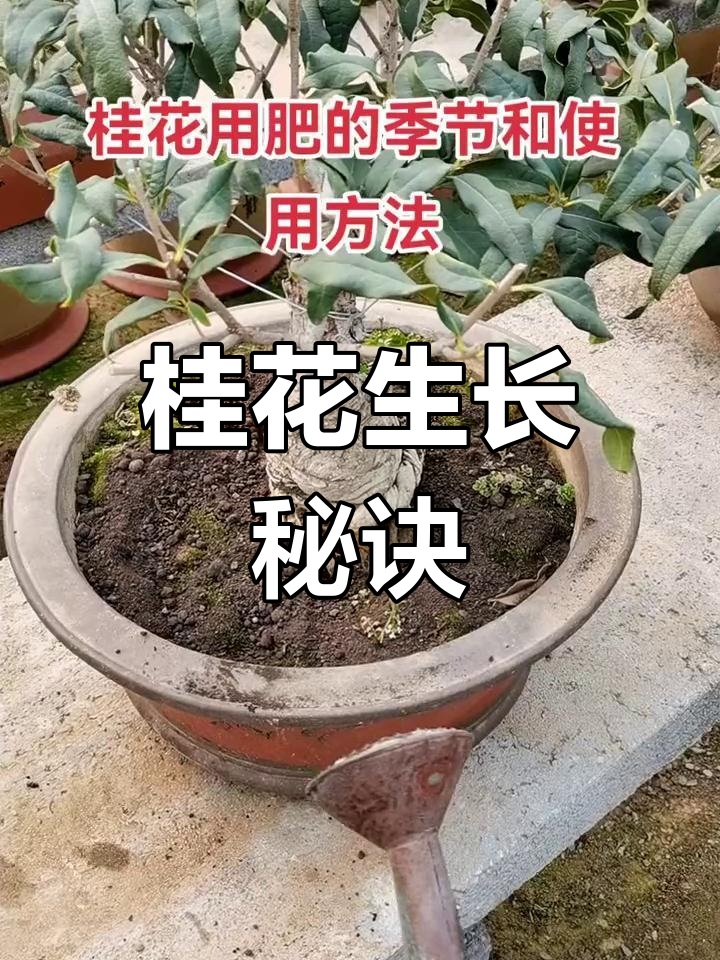 桂花树什么施肥(桂花树使用什么肥)