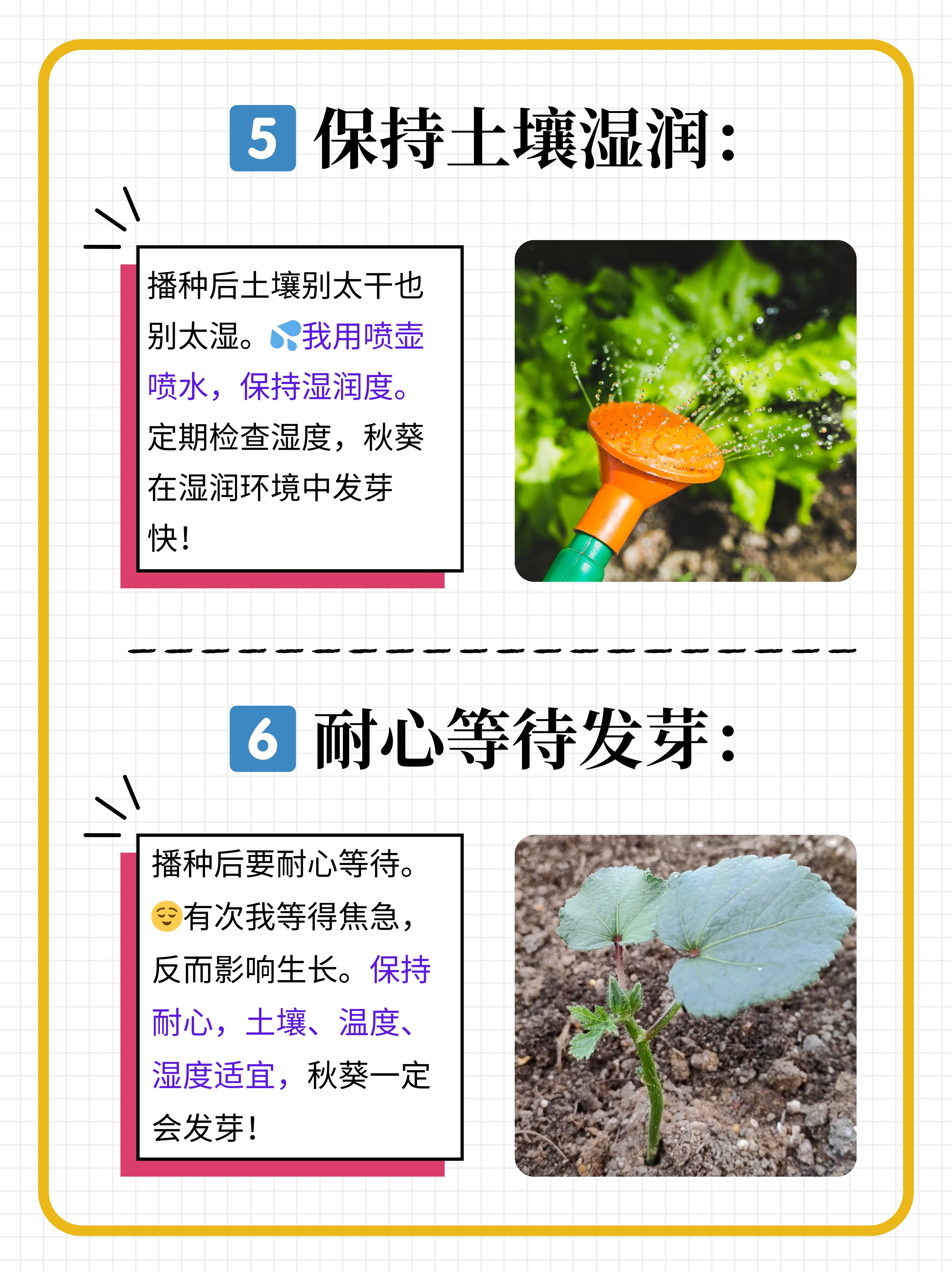 南方能种秋葵吗(南方能种秋葵吗现在)