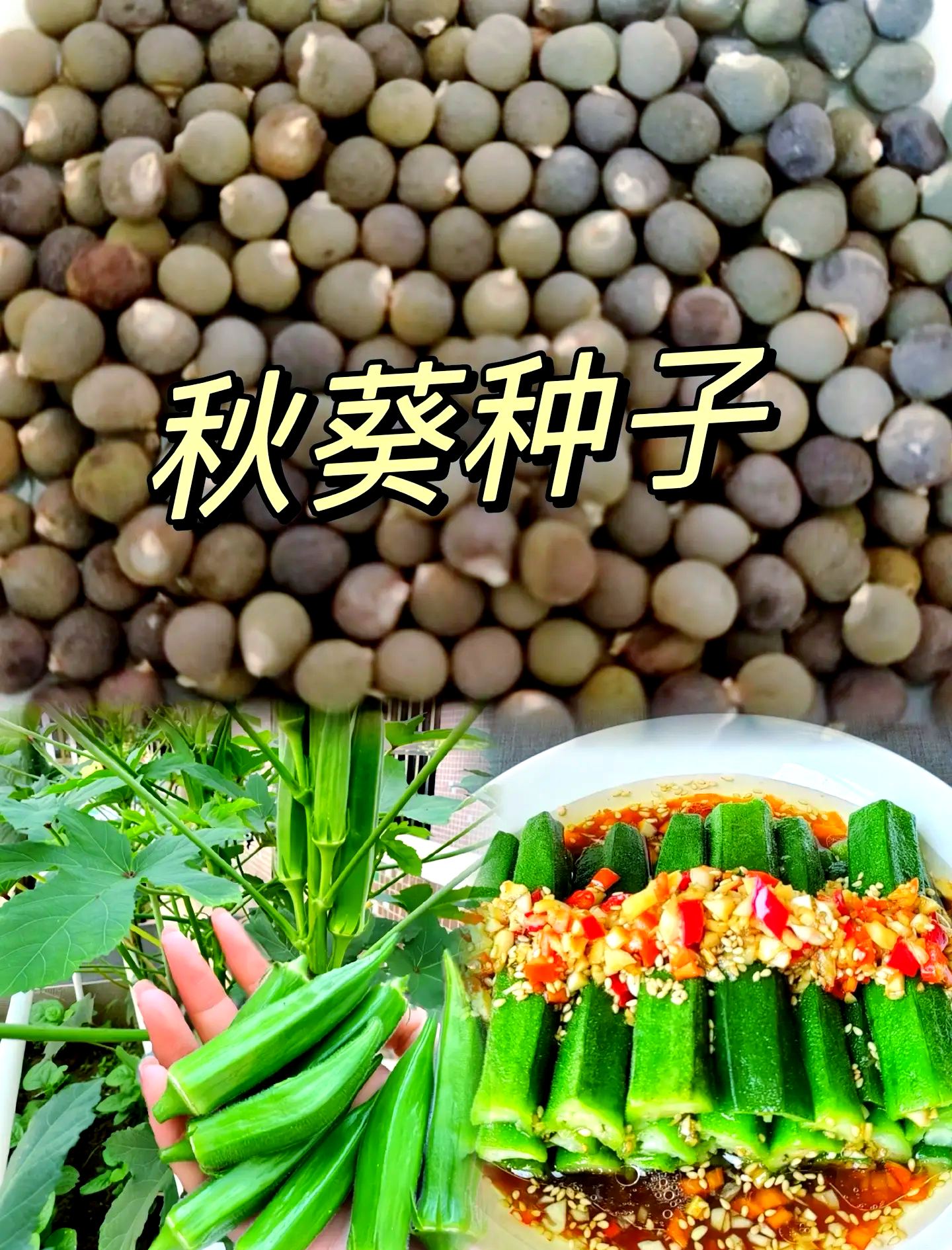 南方能种秋葵吗(南方能种秋葵吗现在)