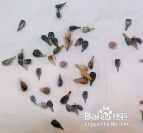 提子怎样育苗(提子怎样育苗最快)