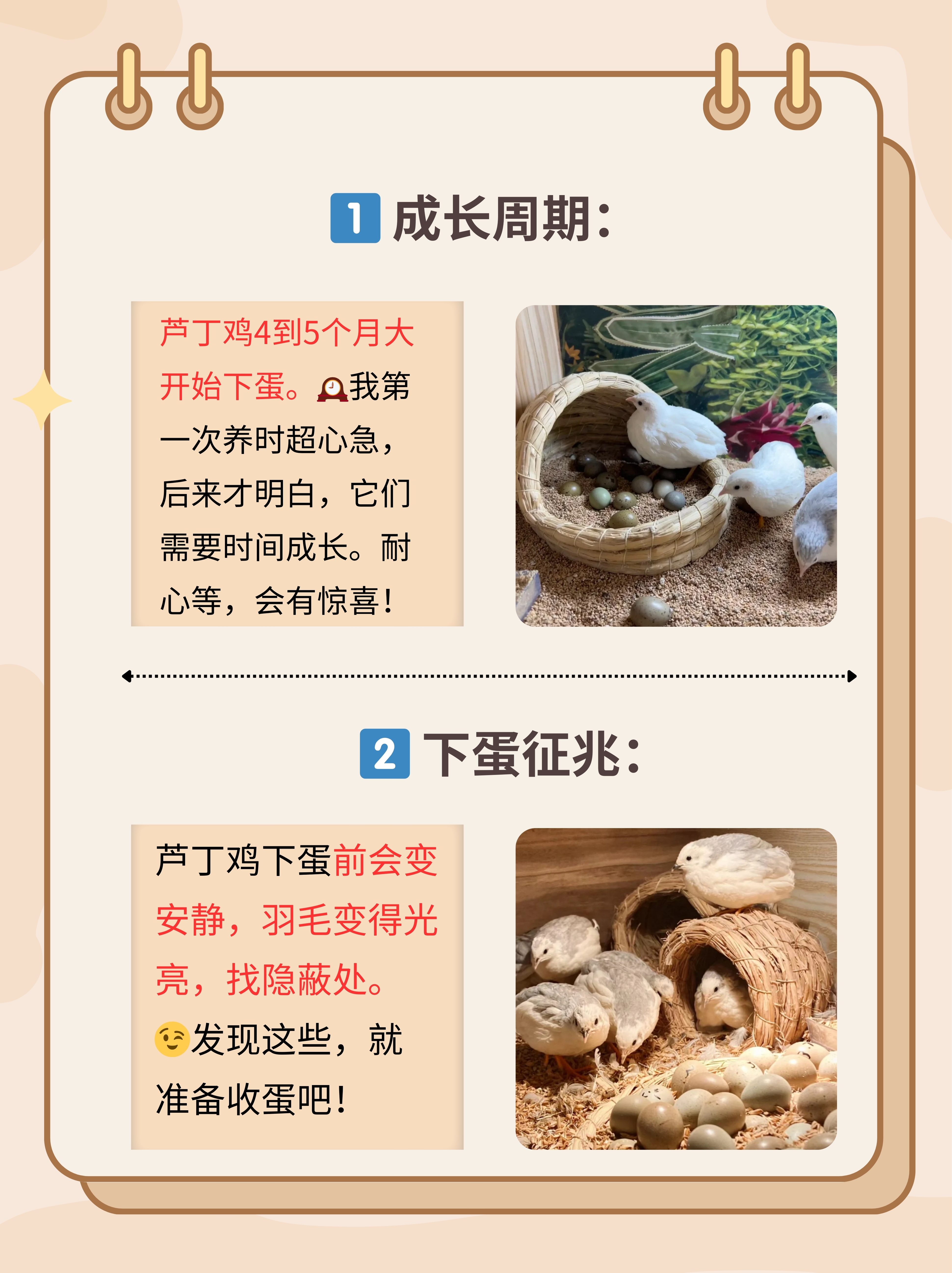 芦丁鸡饲养温度(芦丁鸡饲养温度多少合适)