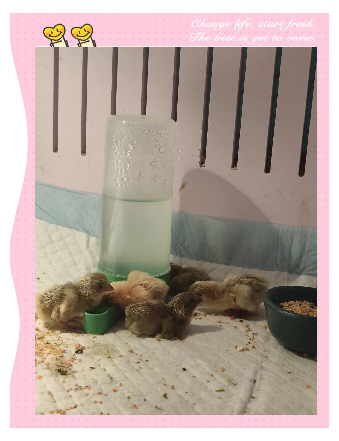芦丁鸡饲养温度(芦丁鸡饲养温度多少合适)