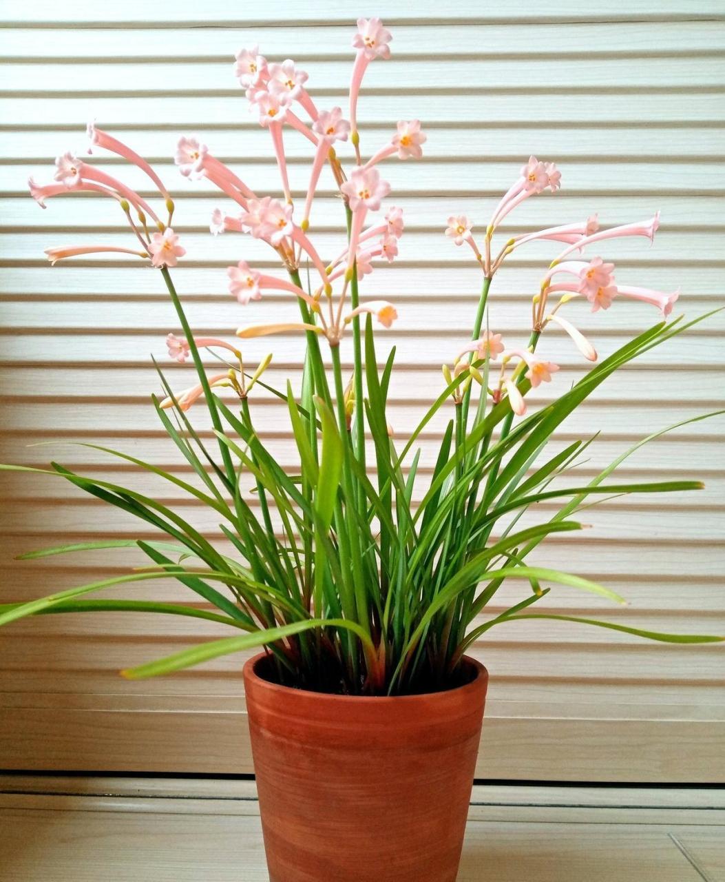 垂筒花怎么种植(垂筒花的花期长吗)