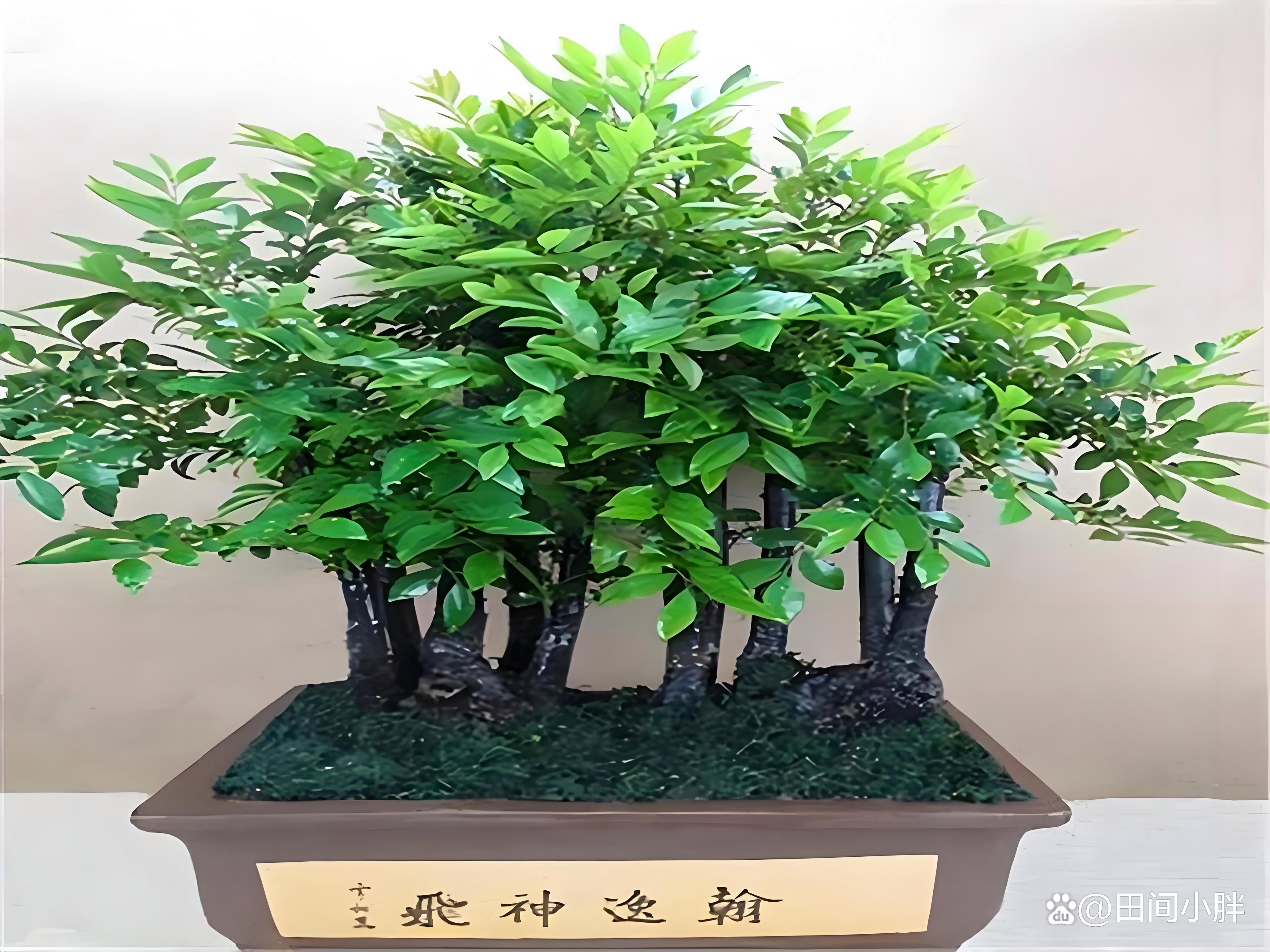 盆栽养殖技术(盆栽养殖技术要点)
