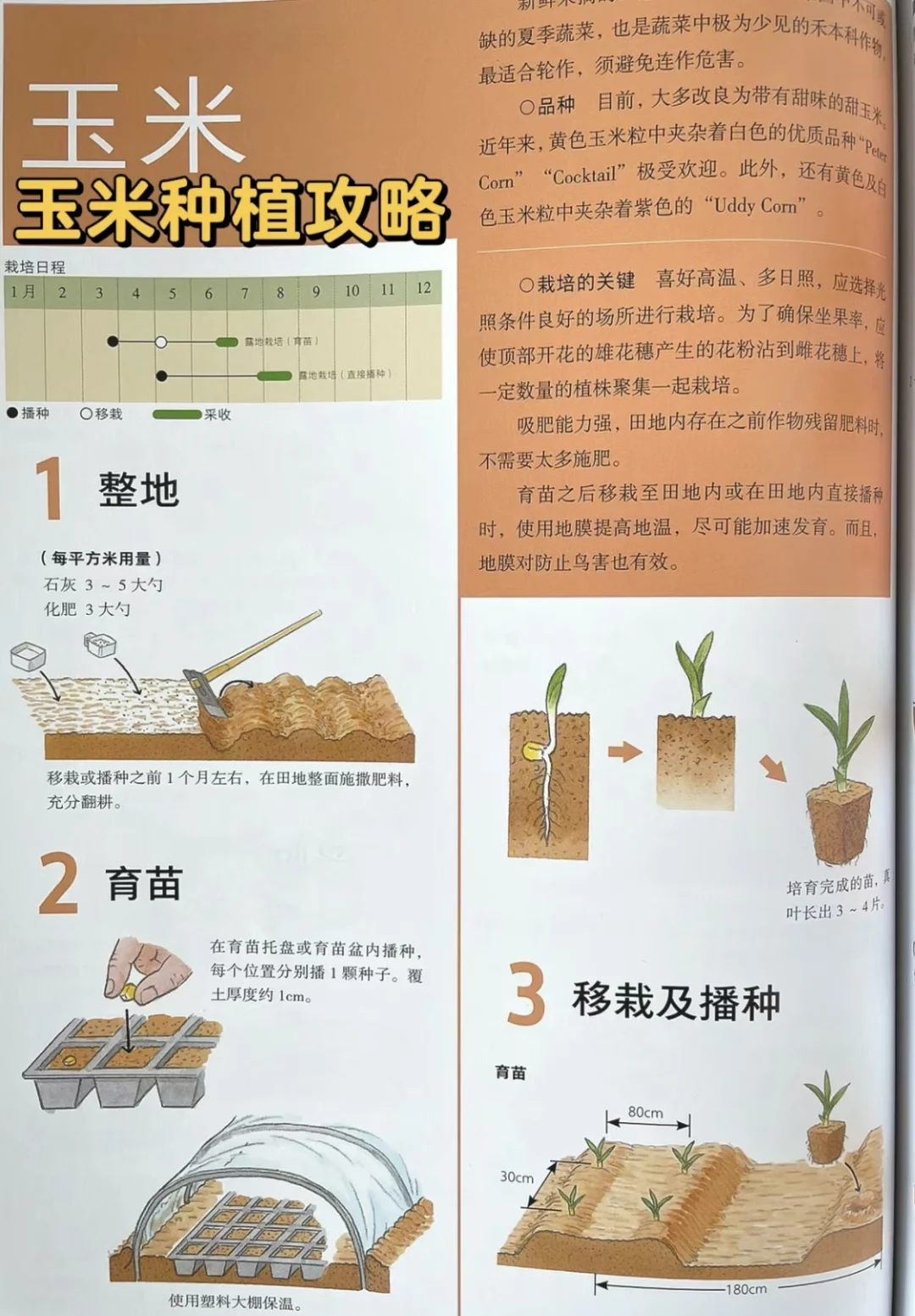 牛奶玉米种植条件(牛奶玉米用什么玉米)