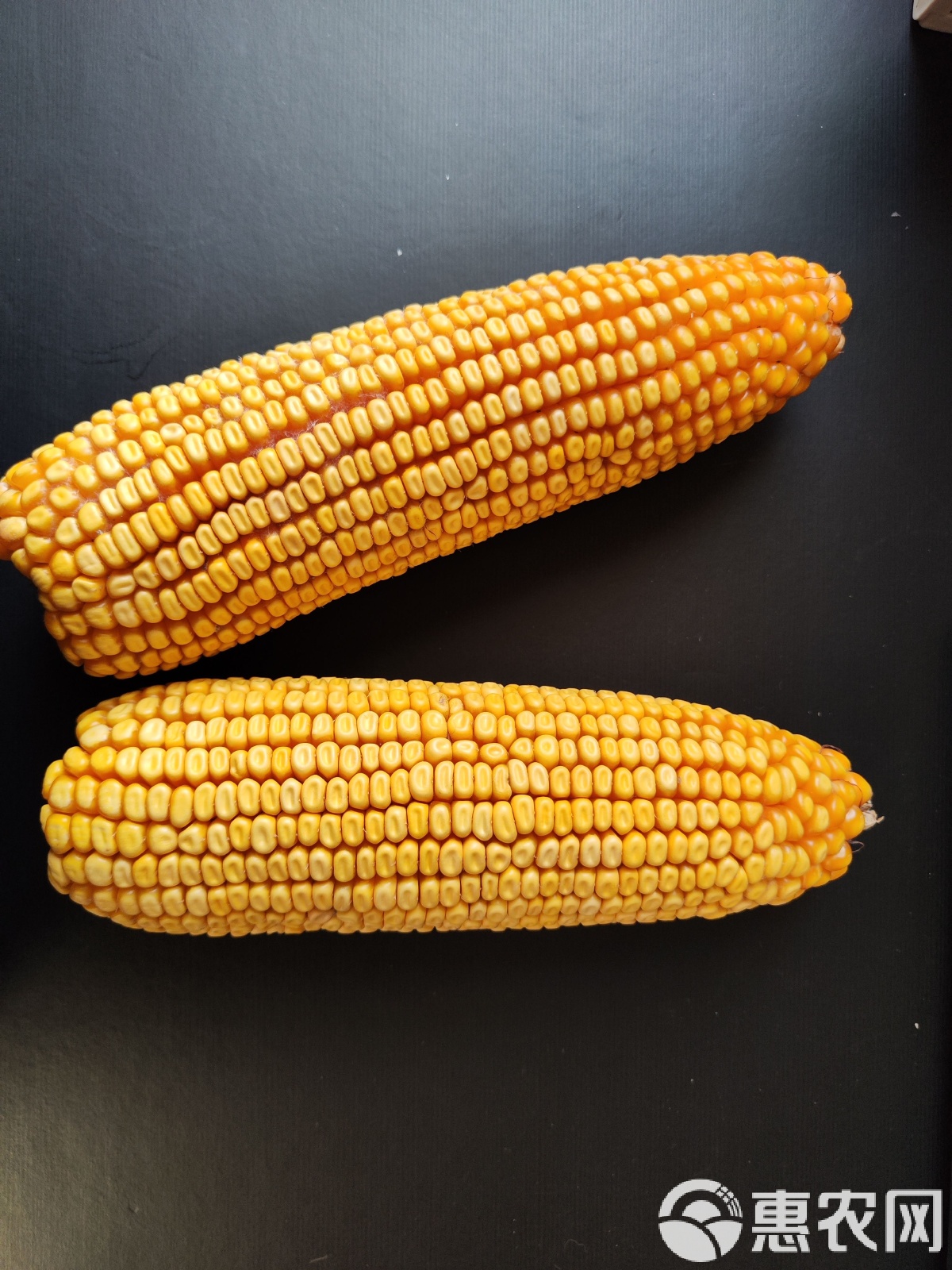 yf3240玉米种(YF3240玉米种植技巧)