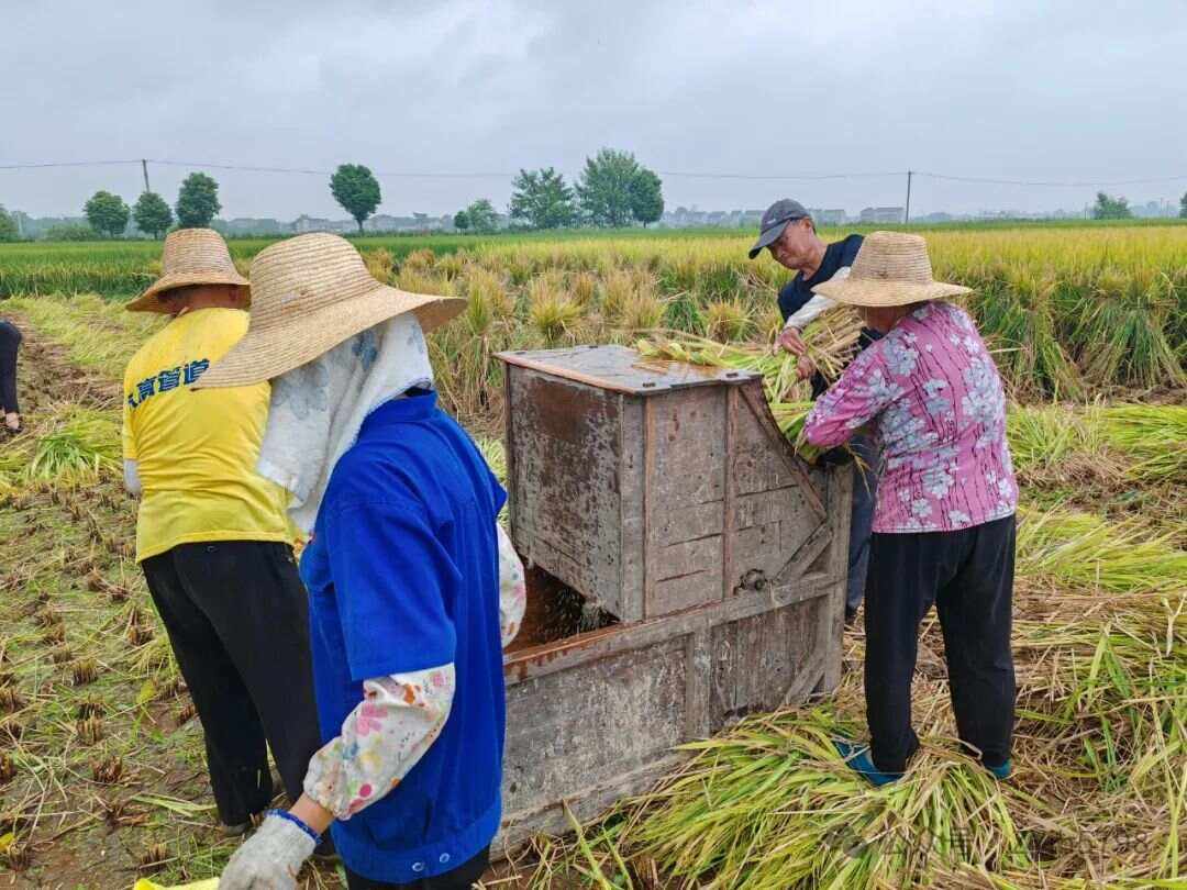 最早栽培水稻(最早栽培水稻和使用犁耕的民族)