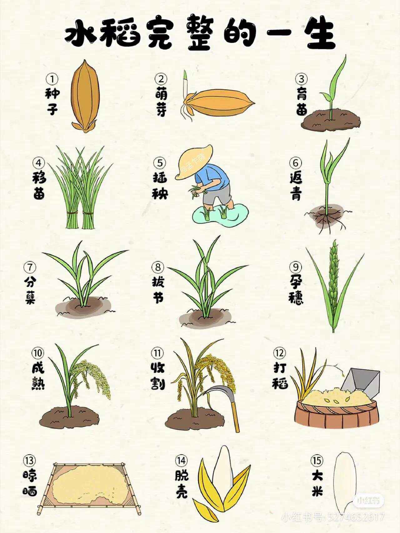 最早栽培水稻(最早栽培水稻和使用犁耕的民族)