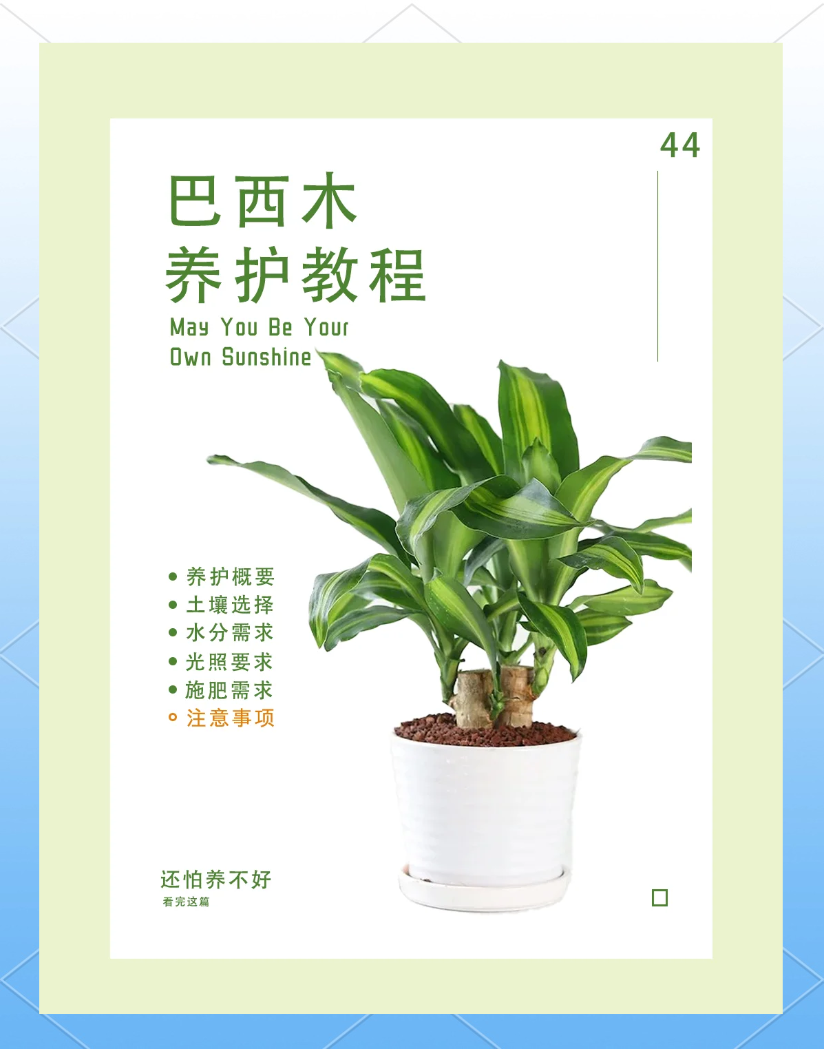 巴西木能栽到土里吗(巴西木能栽到土里吗怎么养)
