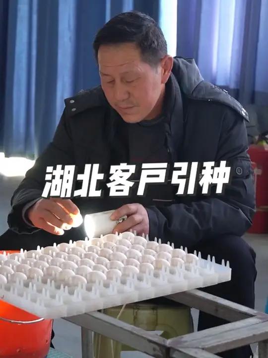 鸽子养殖技术培训(养殖鸽子技术大全视频大全)