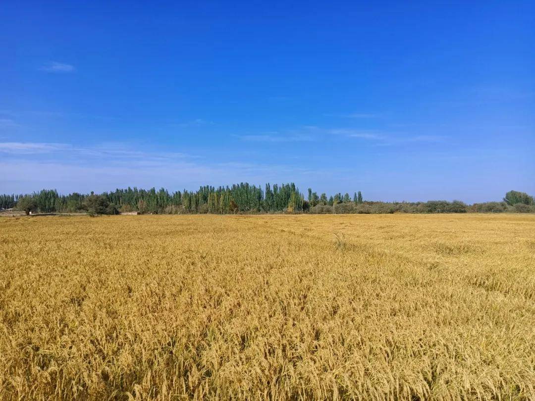 云南水稻种植大县(云南水稻种植大县排名)