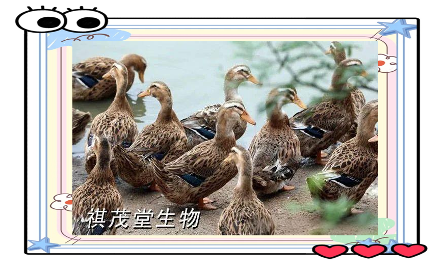 蛋鸭养殖技术十大小窍门(蛋鸭养殖技术十大小窍门图片)
