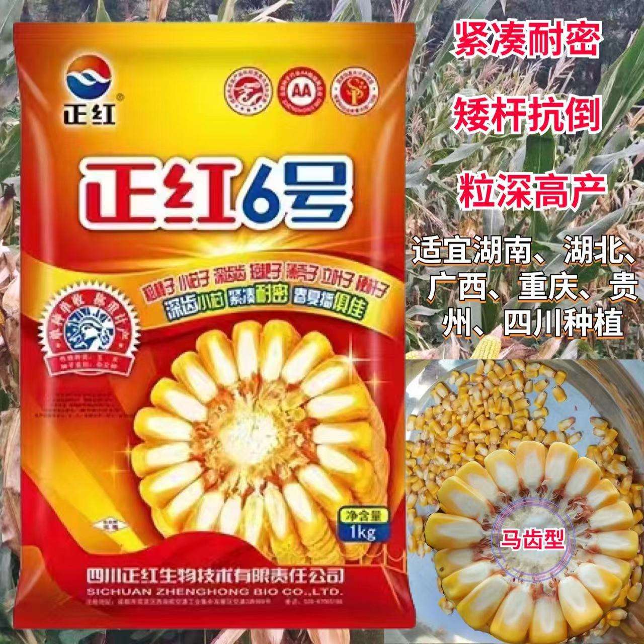 干的玉米种子怎么种(干种玉米种子能发芽吗)