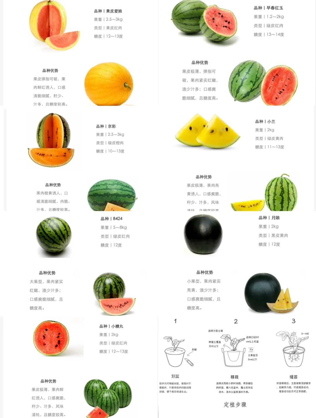 西瓜种子怎么培育(西瓜种子怎么培育视频)