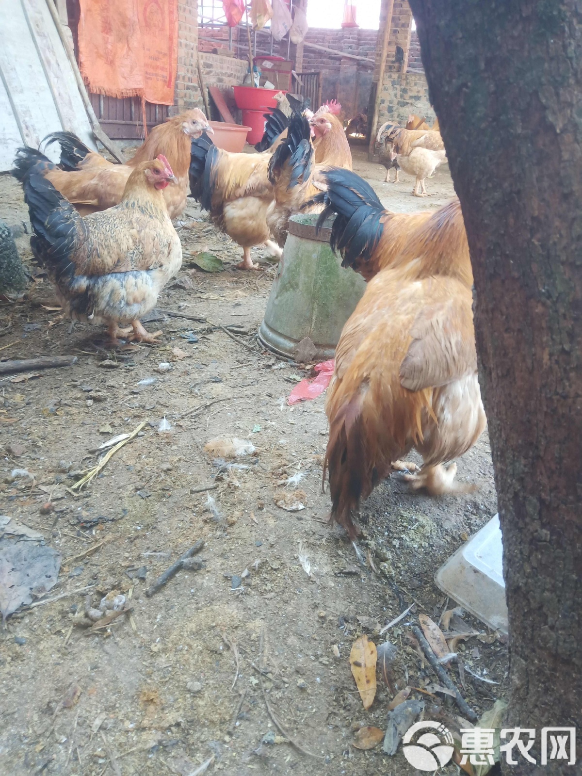 关于肉鸡饲养,土鸡养殖的技巧,,0.32,2,低,地域词的信息