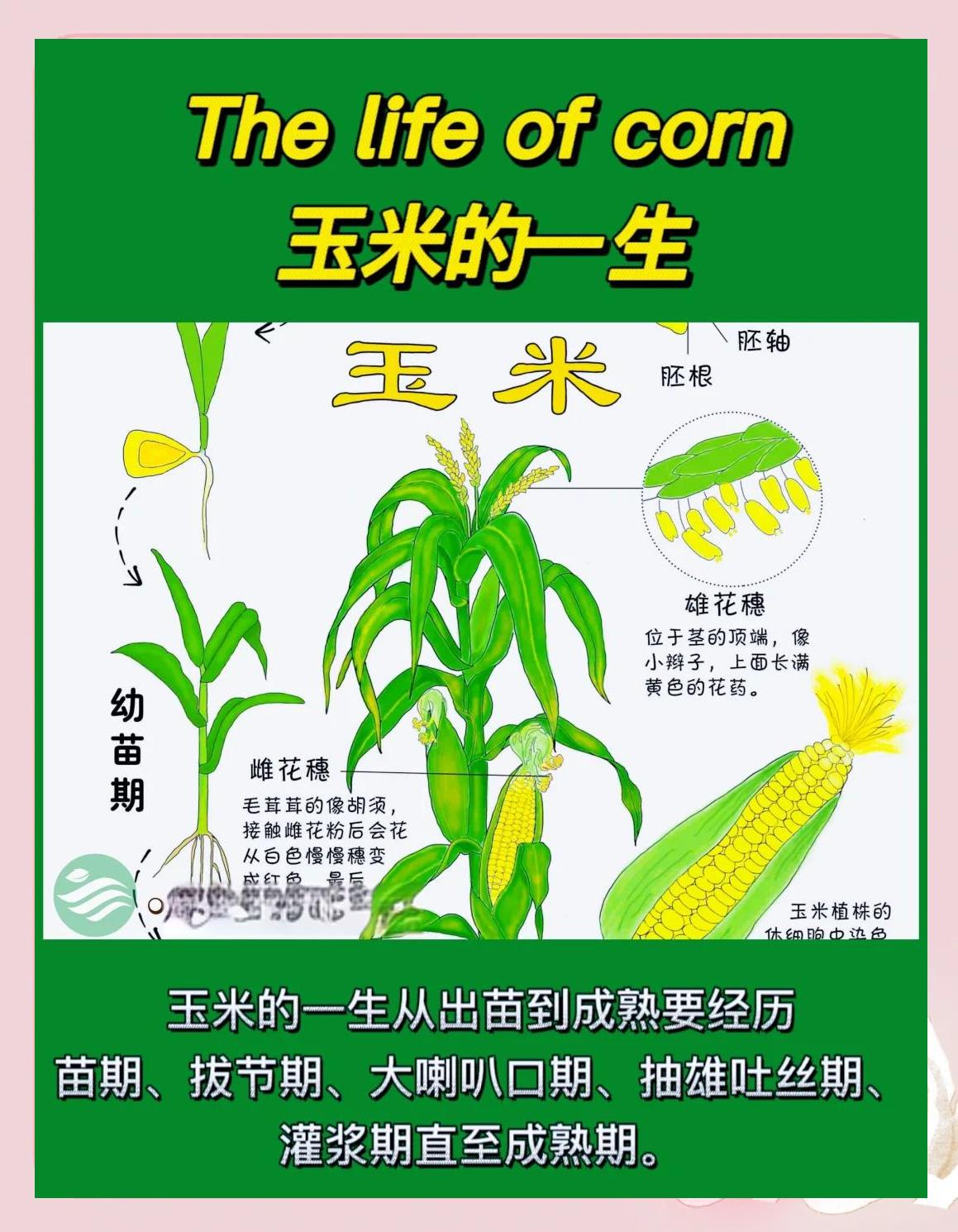 9683玉米种子简介(968玉米种子都有什么样的)