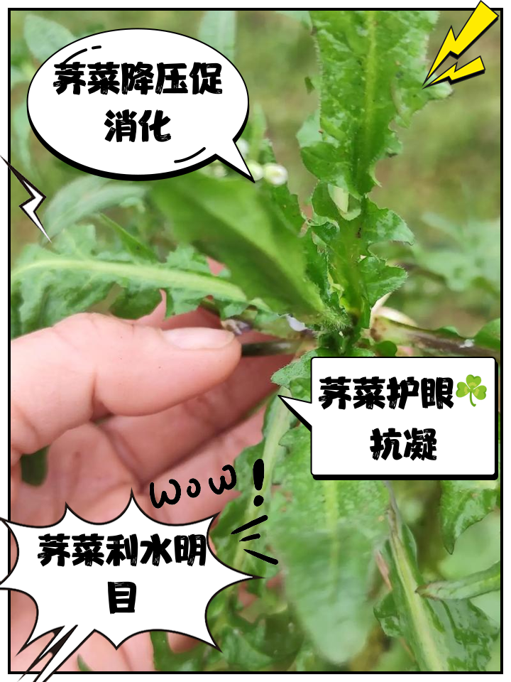 荠菜的用途与功效(荠菜的功效与作用 m由来cn)