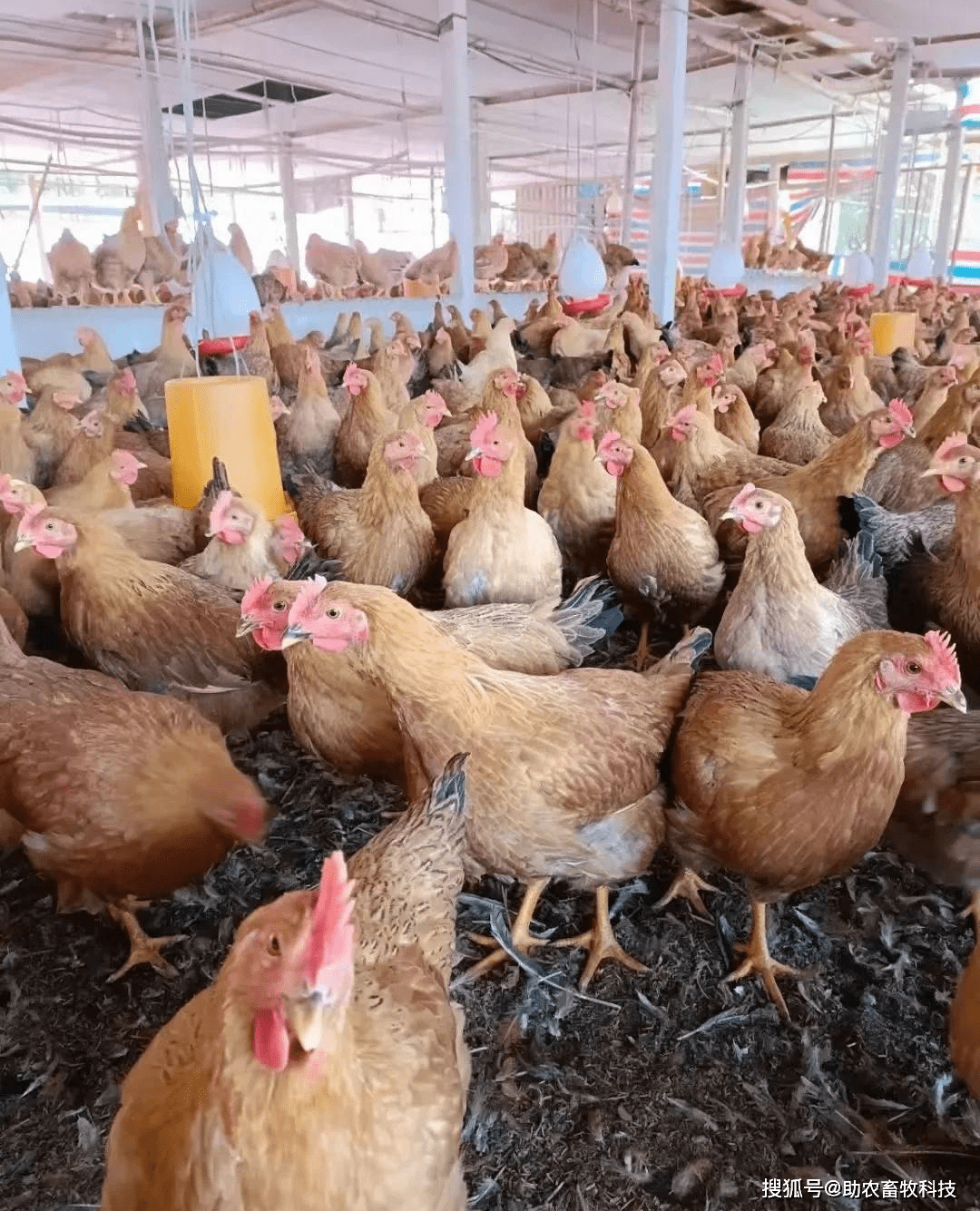肉鸡饲养,肉鸡养殖合,,1.24,2,高,其他的简单介绍