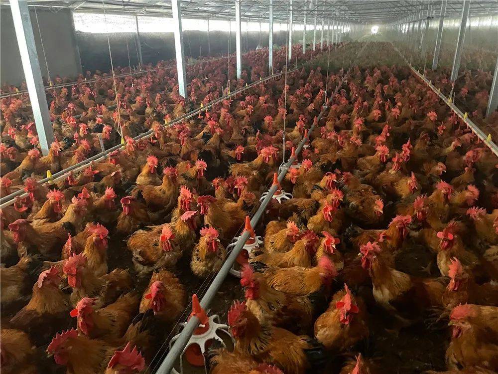 肉鸡饲养,肉鸡养殖合,,1.24,2,高,其他的简单介绍