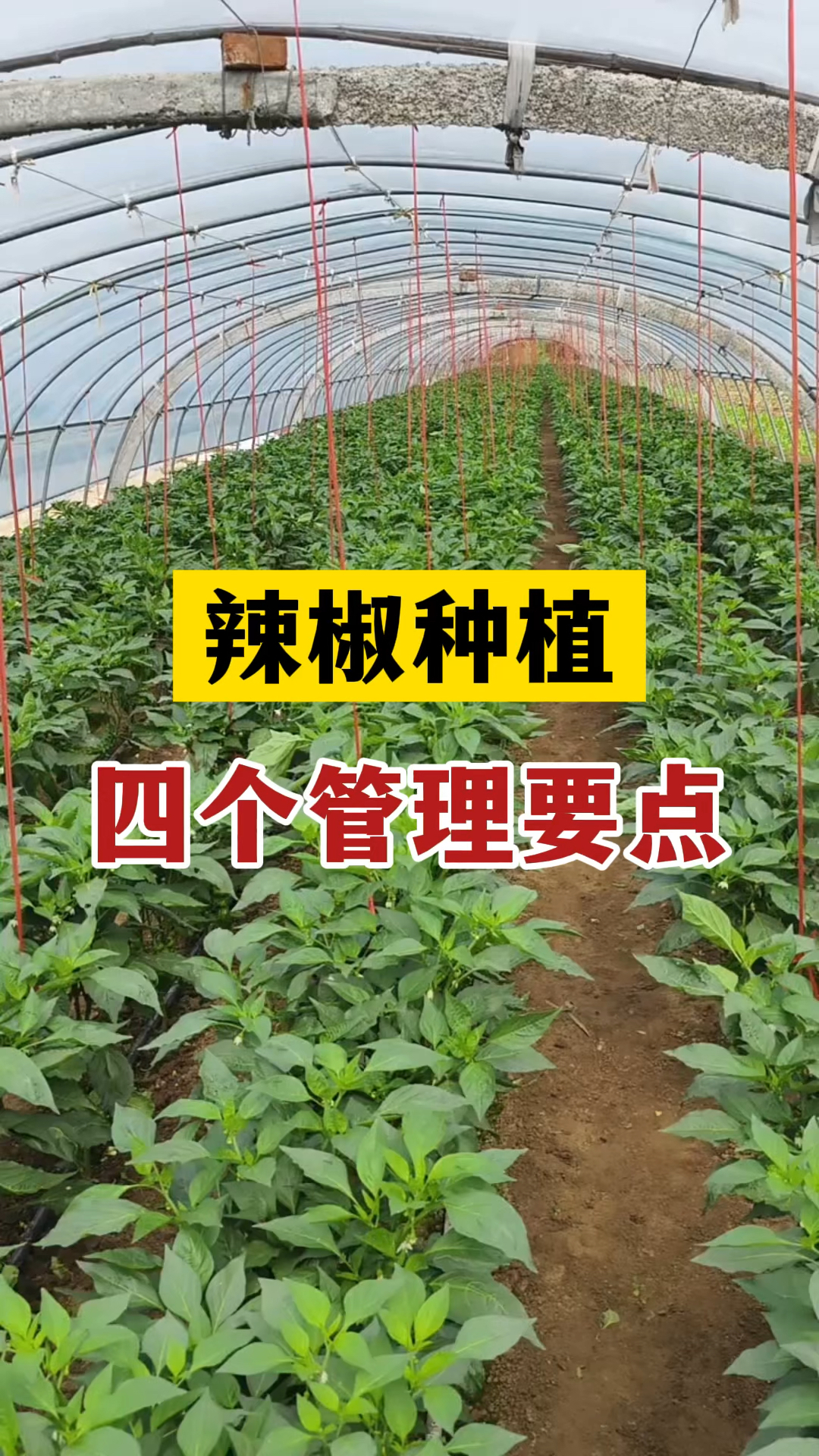 大棚辣椒几月份种植(大棚辣椒种植最佳温度是多少)