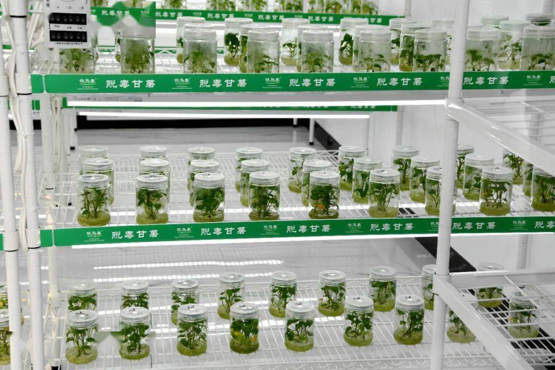 红薯的栽培与管理技术(红薯的栽培与管理技术实验报告)