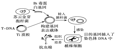 抗虫棉转基因技术(抗虫棉转基因技术是什么)