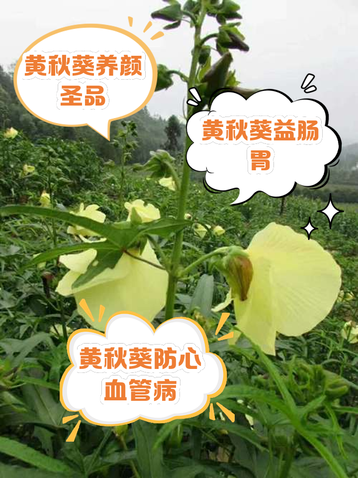 秋葵的种有什么作用(秋葵的种子有什么药用价值)